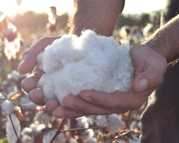 Organic Pima Cotton: the best on earth